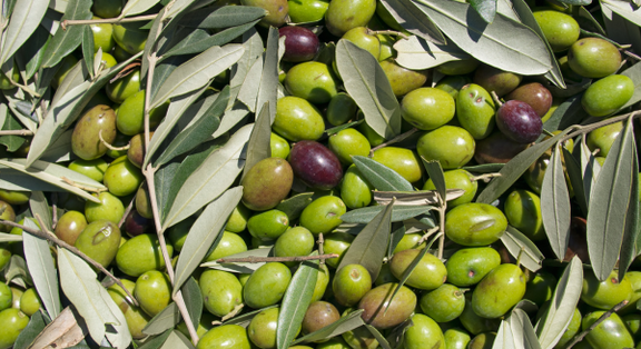 Polyphenole – Pflanzenkraft für deine Gesundheit Polyphenole – Pflanzenkraft für deine Gesundheit