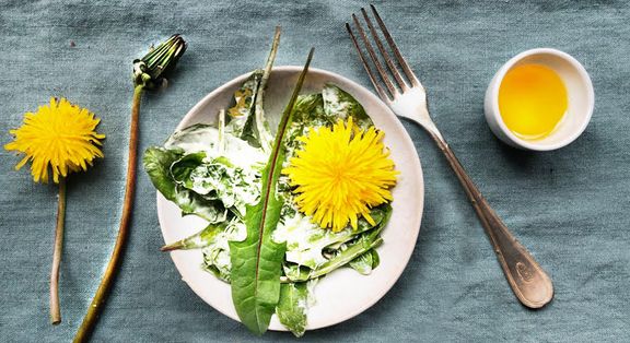 Löwenzahnsalat Original Öl-Eiweiß-Kost